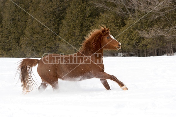 Single horse galloping through deep snow