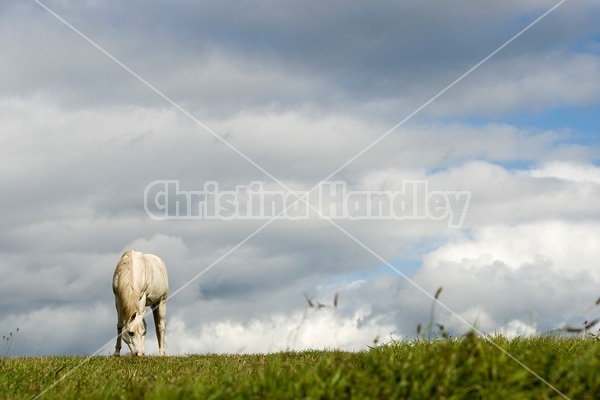 Grey horse on hilltop against big sky.