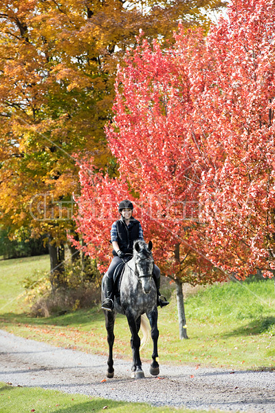 Young woman riding gray horse in the autumn colors