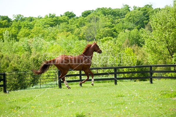 Chestnut Thoroughbred horse