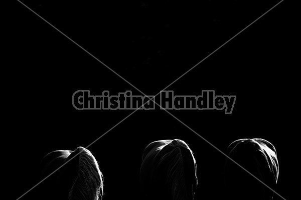 Three horses photographed in black and white backlit by setting sun