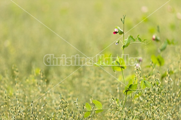 Field peas planted in with oat crop