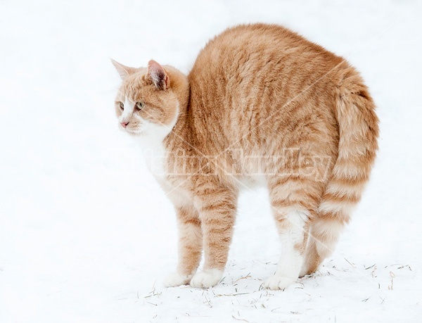 Orange cat standing in the snow with its back up