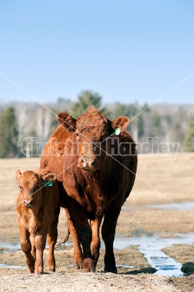 Beef Cow and Calf 