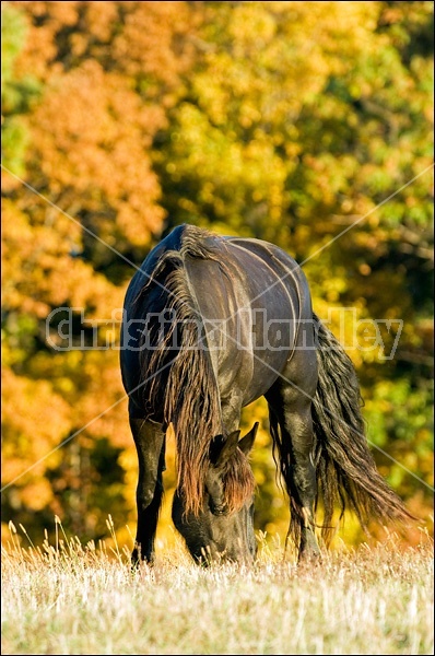 Friesian horse grazing on autumn pasture.