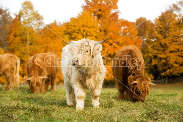 Yearling Highland Cattle on autumn pasture