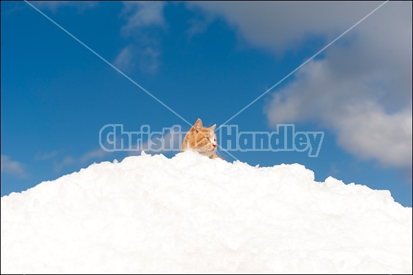 Orange cat sitting on snow