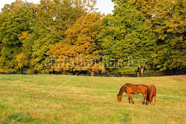 Two horses grazing on autumn pasture