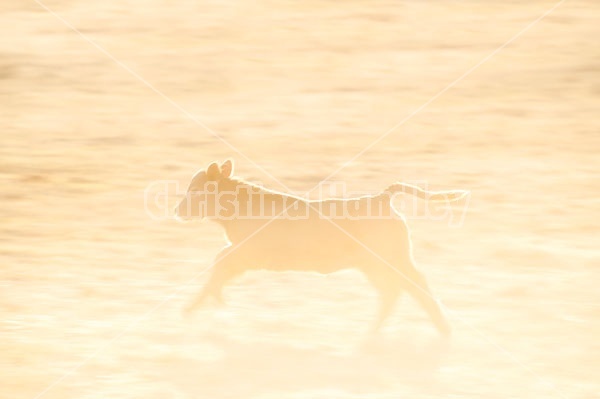 Young calf running and playing