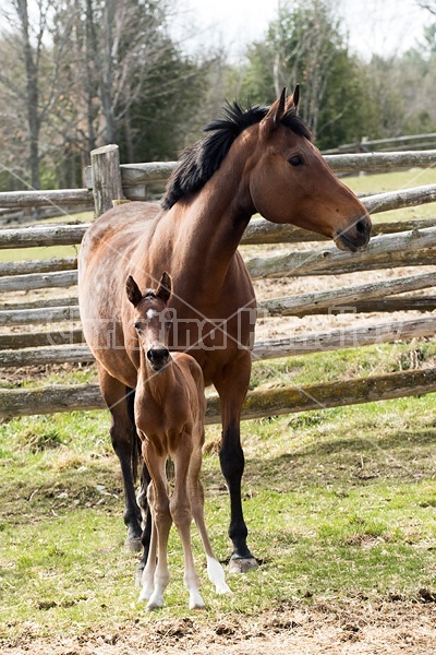 Mare and foal 