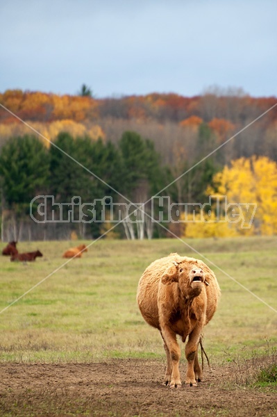 Beef cow syanding in field calling for her calf