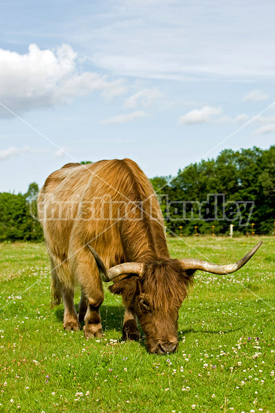 Highland cows