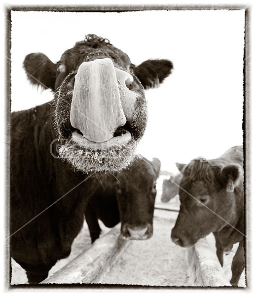 Extreme closeup of cow face