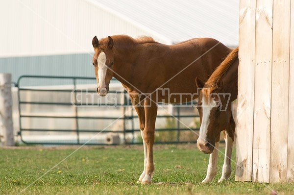 Quarter horse mare and foal