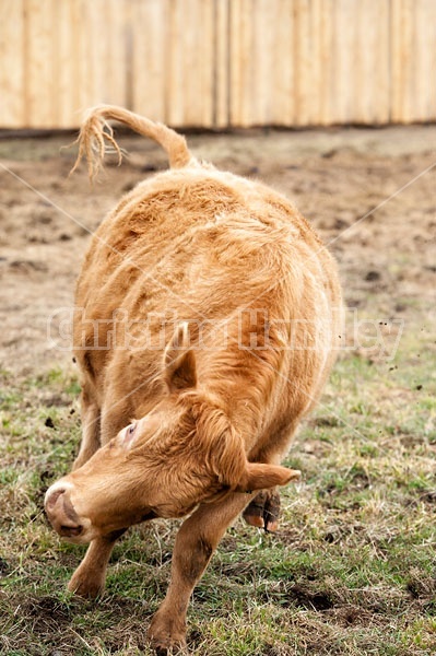 Yearling Charolais Beef Heifers Running, Bucking and Playing