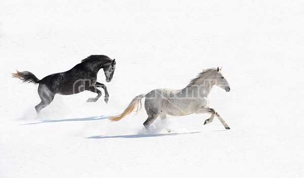 Two gray horses galloping through deep snow