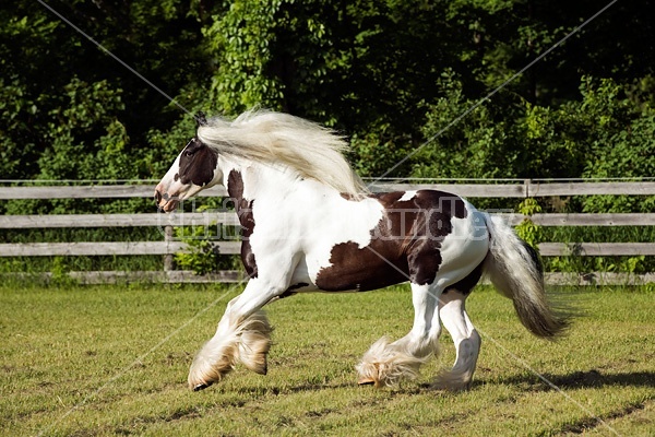 Gypsy horses