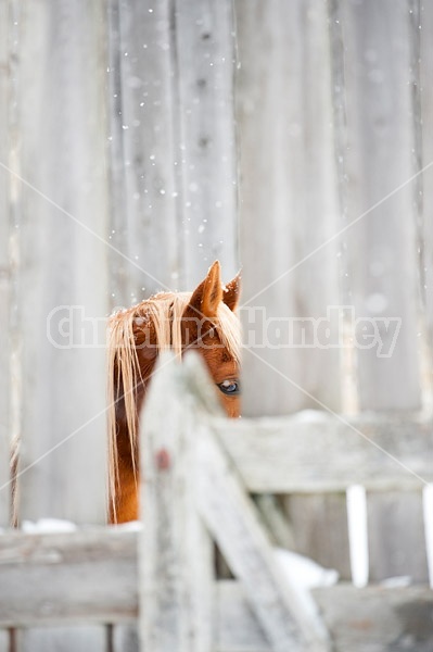 Chestnut horse 