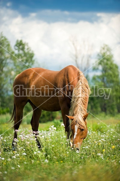Chestnut horse grazing on summer pasture