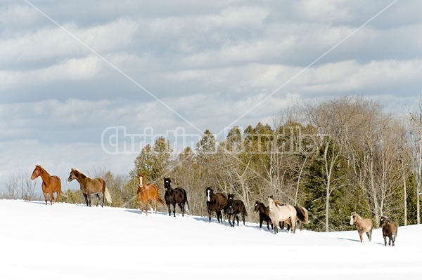 Herd of Rocky Mountain Horses Galloping in Snow