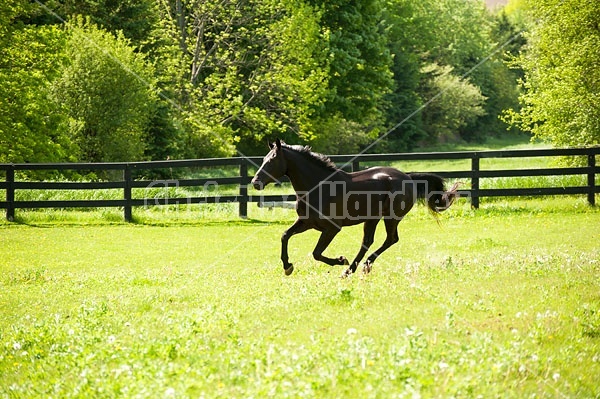 Hanoverian horse gelding