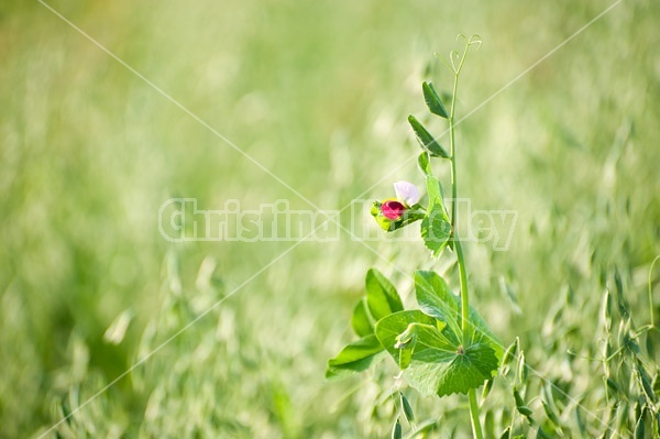 Forage peas or field peas planted with a field of oats