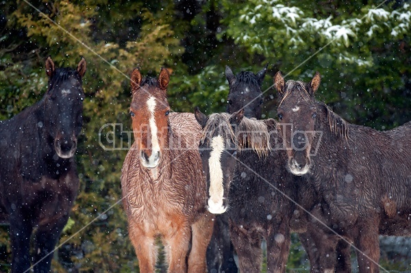 Five Rocky Mountain Horses
