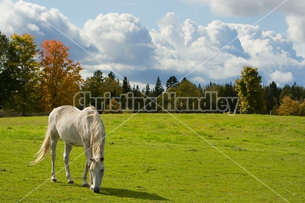 Gray horse grazing on late summer, early autumn pasture