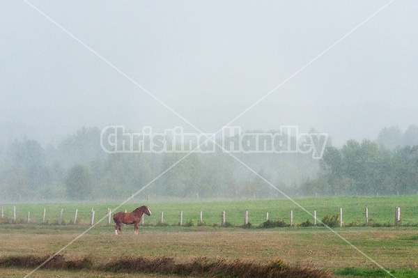 Horse standing in a heavy rainstorm
