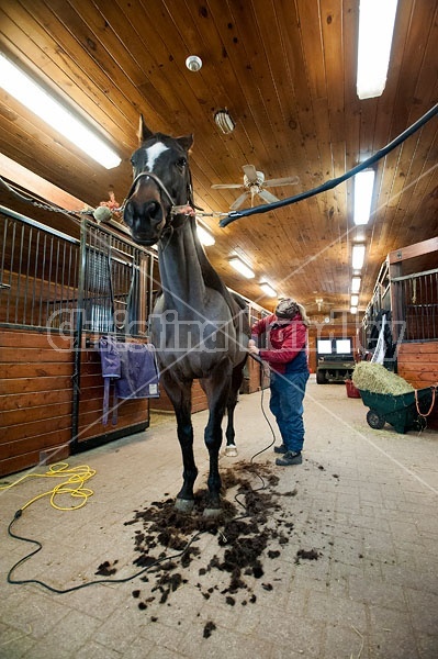 Woman clipping horse