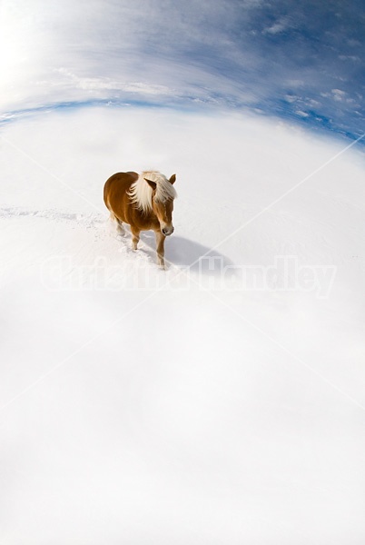 Belgian horse in deep snowy field with blue sky.