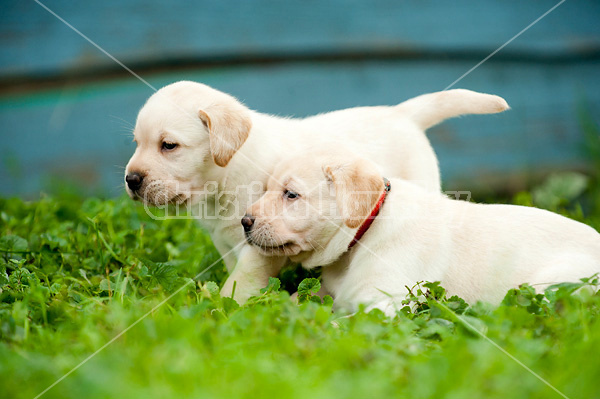 Golden Labrador puppies