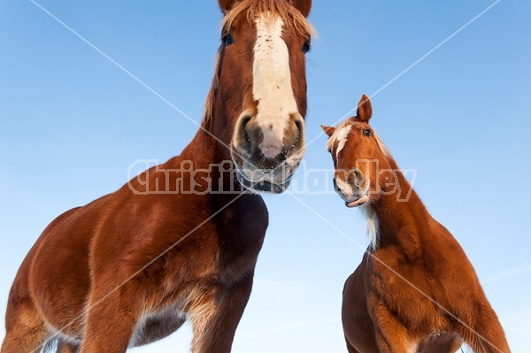 Two horses photographed from a very low angle against a bright blue sky