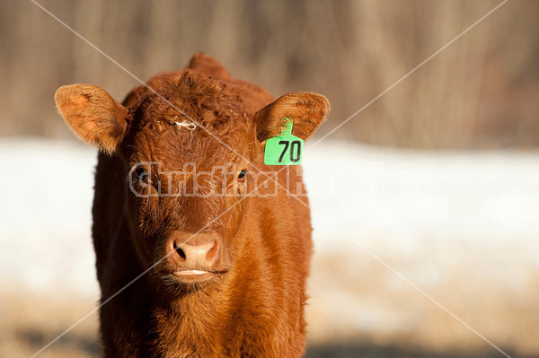 Curious beef calf