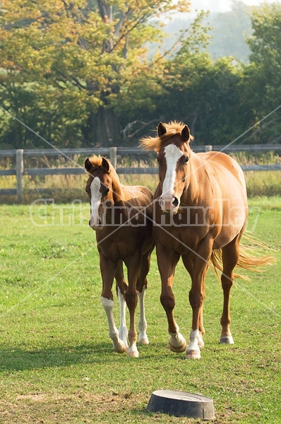 Quarter horse mare and foal