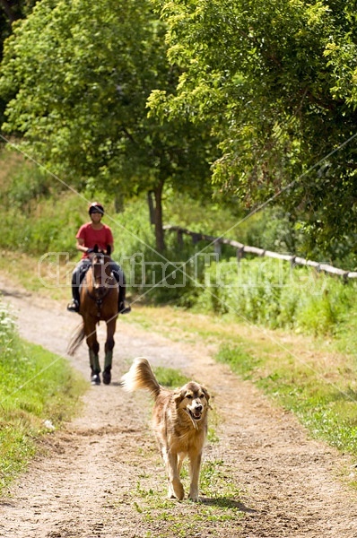 Woman horseback riding on a summer day