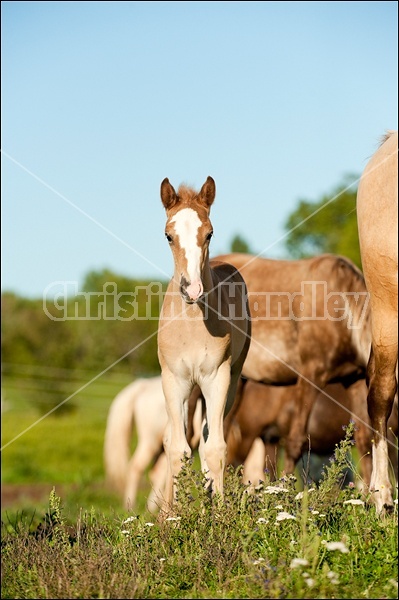 Rocky Mountain Horse