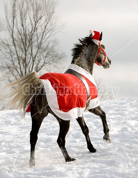 Gray horse wearing Santa Suit