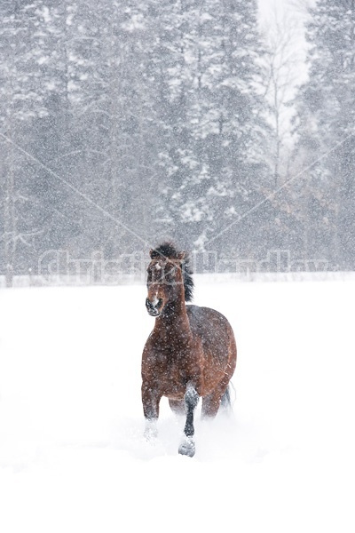 Bay horse galloping in deep snow