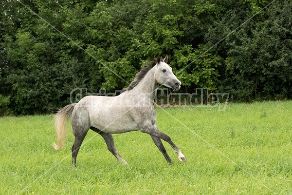 Gray horse running and playing in a field