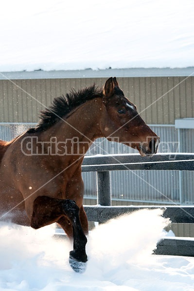 Bay horse galloping through the deep snow