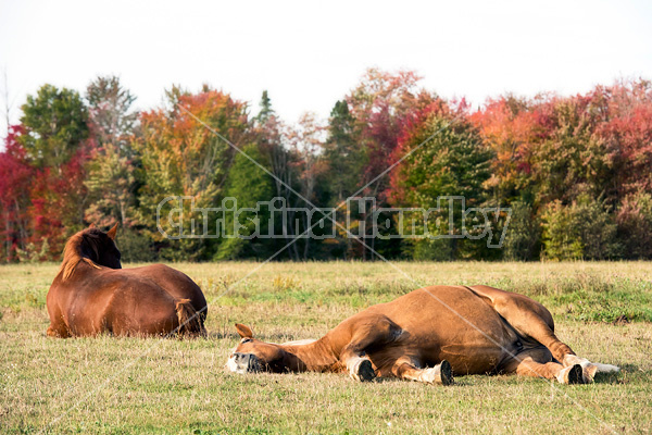 Belgian Draft Horse laying down in the field in the autumn time