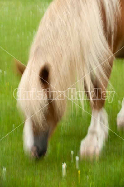 Belgian draft horse photograhed with a slow shutter speed