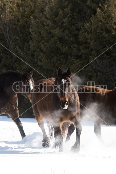 Horses outside in the snow