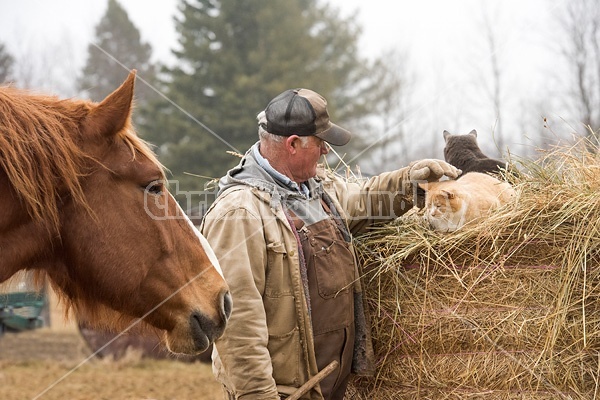 Farmer patting cat that is sitting on round bale of hay while horse watches