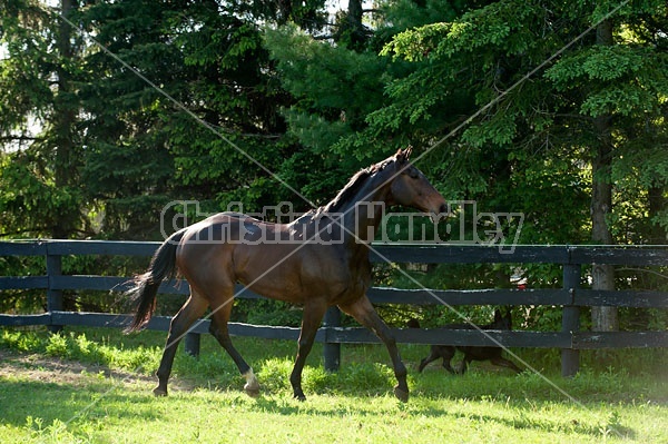 Bay Thoroughbred gelding