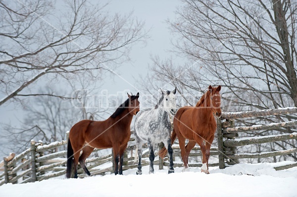 Three horses standing in snowy paddock