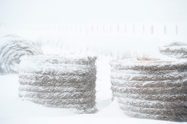 Round bales of hay outside covered in snow