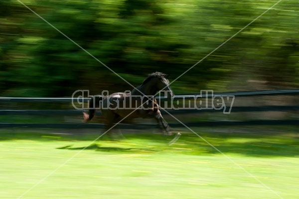 Hanoverian horse galloping around his paddock