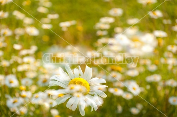 Field of daisies